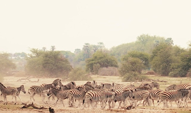 Sinematik Görselliğiyle Büyüleyecek Olan   ‘Vahşi Doğanın Tozu’, 27 Eylül Pazar Saat 20.00’de   National Geographic WILD Ekranla